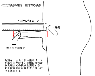 ペニスサイズの測定方法 – Hydromax