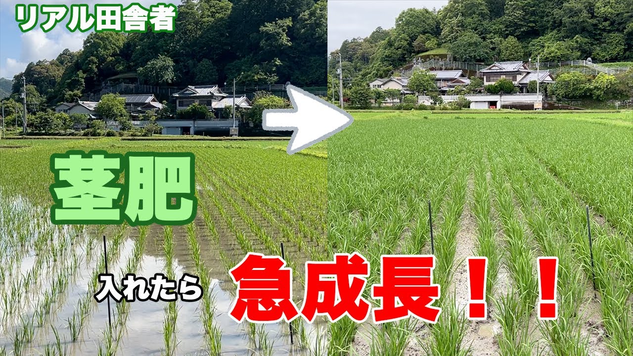 山口県限定 お米作りに一役 【ソフトシリカ】