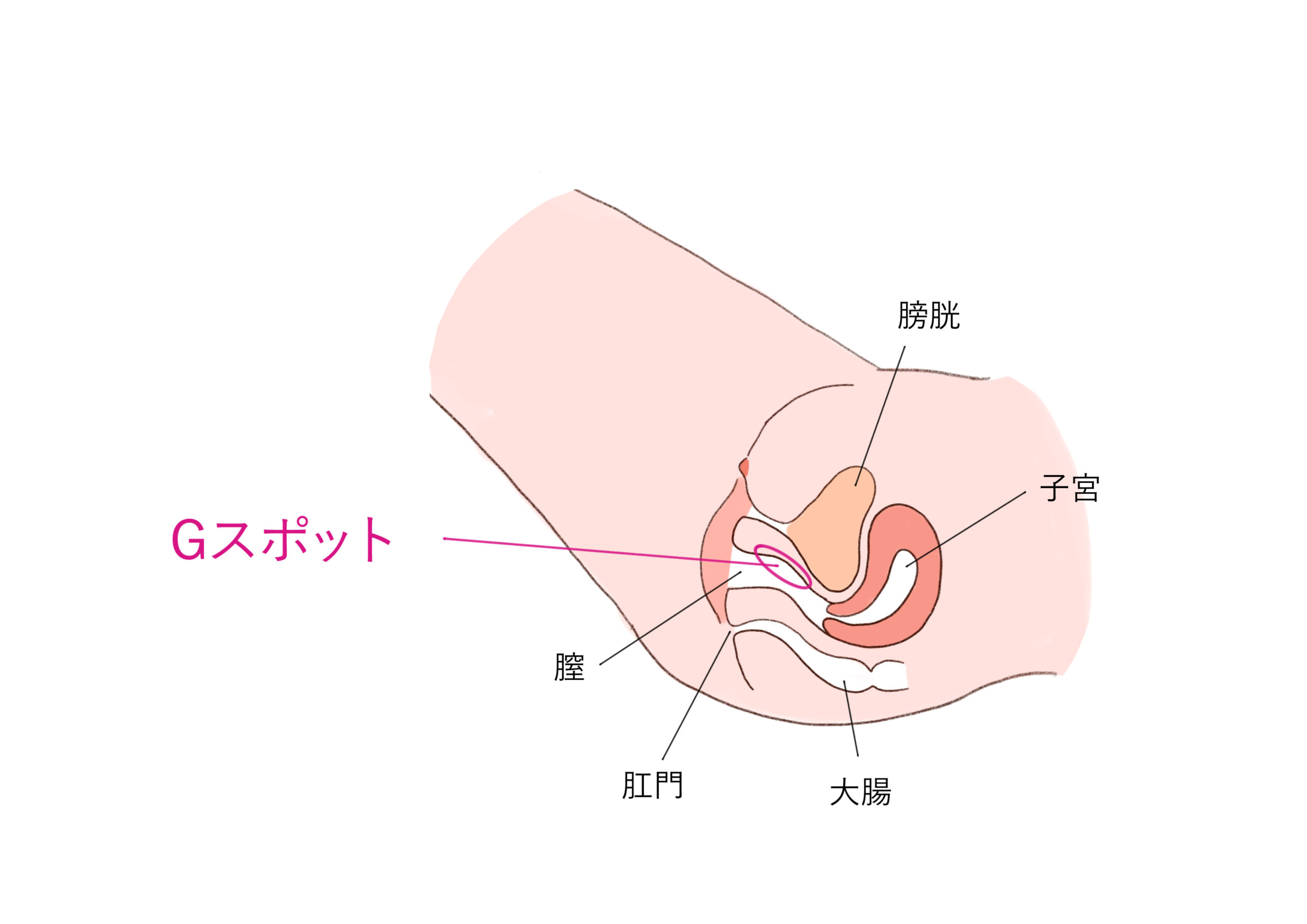 女性が気持ちいいと感じる上手な手マンのやり方やコツを徹底解説！｜駅ちか！風俗雑記帳