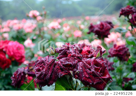 雨の中の薔薇・ブラックバカラの写真素材 [22495226] -