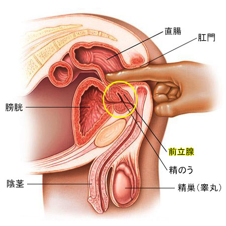 一度イケば虜になる！アナルで絶頂「前立腺オナニー」魅力と方法｜駅ちか！風俗雑記帳