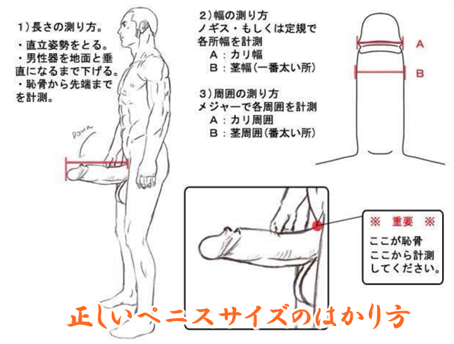 ペニスの大きさの正しい測り方について解説！ちん長を測って自分のちんこのサイズを確認しよう | Men's Chinchi