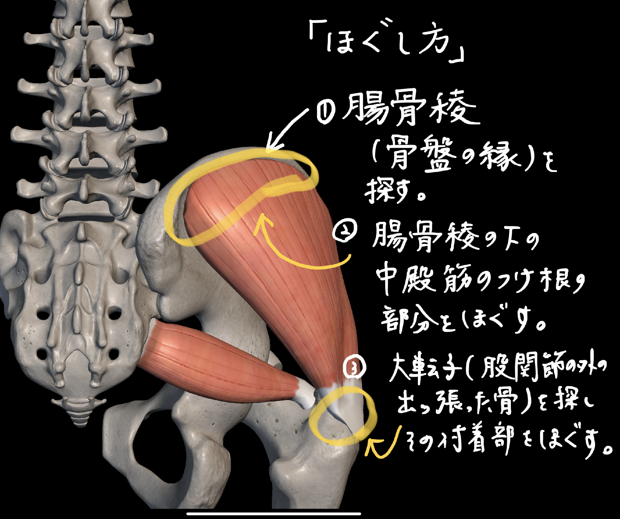 くすぐったいよ〜！ お尻を触られると不思議な動きをするワンコ。 |