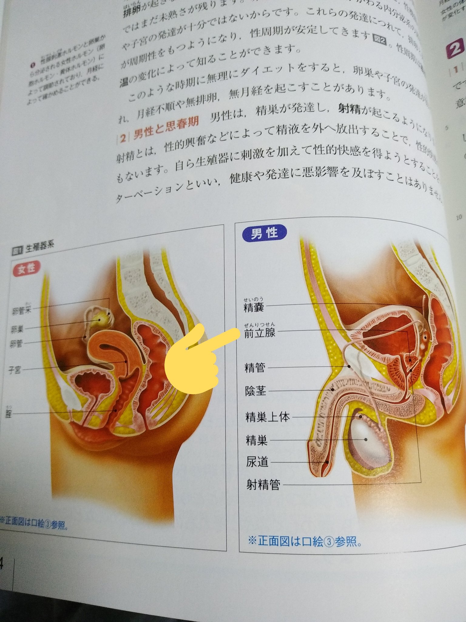 ﾍﾟﾆｽの仕組みとﾄｺﾛﾃﾝ