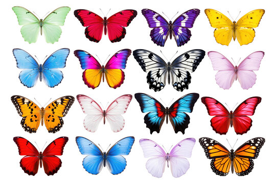 Most beautiful butterflies