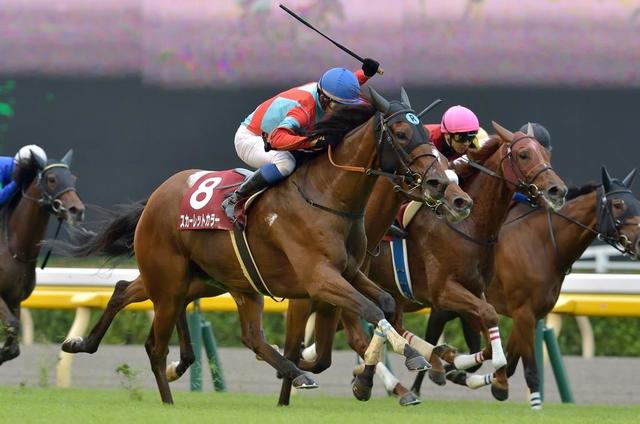 府中の東京競馬場でジャパンカップを観てきました。 ドウデュース強かったですね。  見直したらオーギュストロダンのエイダンオブライエン調教師のグラサン姿も撮れてたw レース後はイチローと武豊のトークショーやアイルランドから来たディープインパクト最後の産駒