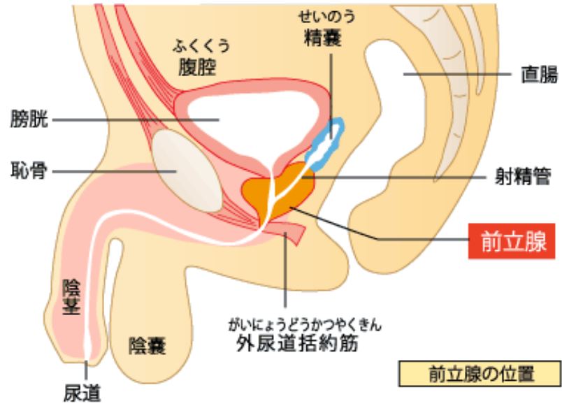 アナルイキのやり方！男女別の方法とコツ - 夜の保健室