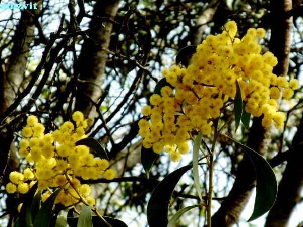 アカシア・レティノデス Acacia retinodes