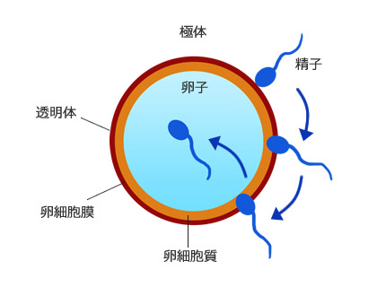 良質な精子や精液量（射精量）を増やす方法とは？【医師監修】 | 新橋ファーストクリニック【公式】