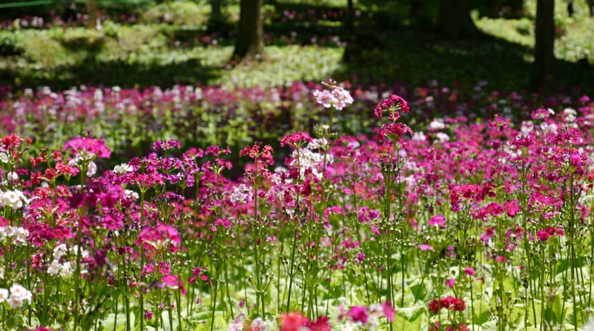 四十八滝山野草花園花の森｜観光スポット｜岐阜県観光公式サイト 「岐阜の旅ガイド」