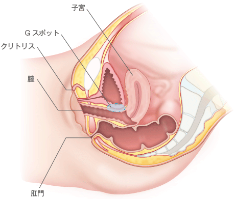 シリコンボール・ペニスリング ： 男性器（包茎、長茎など）：美容外科 高須クリニック