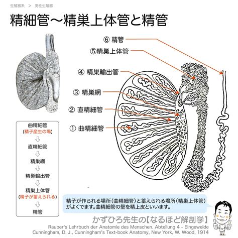 ところてん射精の知識・やり方を解説！ドライオーガズムとの違いや体験できる風俗も紹介｜風じゃマガジン