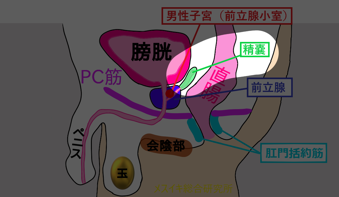 オナニストが解説】トコロテン射精のやり方やリスクとは？ペニスに触れずにイっちゃうんです！ | Trip-Partner[トリップパートナー]