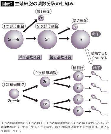 質の良い精子とは？質を高める生活習慣・考え方 | 男性不妊治療は銀座リプロ外科