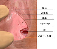 おっぱいのgスポット スペンス乳腺の見つけ方と愛撫のやり方 -