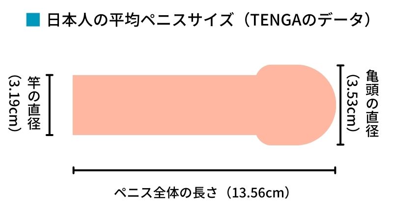 日本人の平均ペニスサイズはこれだ！ 全体の長さ：平均13.56cm 亀頭の直径：平均3.53cm 竿の直径：平均3.19cm 