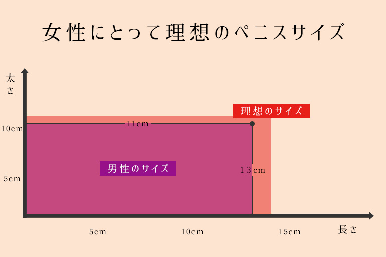 ペニスの構造や勃起の仕組みは？平均サイズ【医師監修】 - 夜の保健室