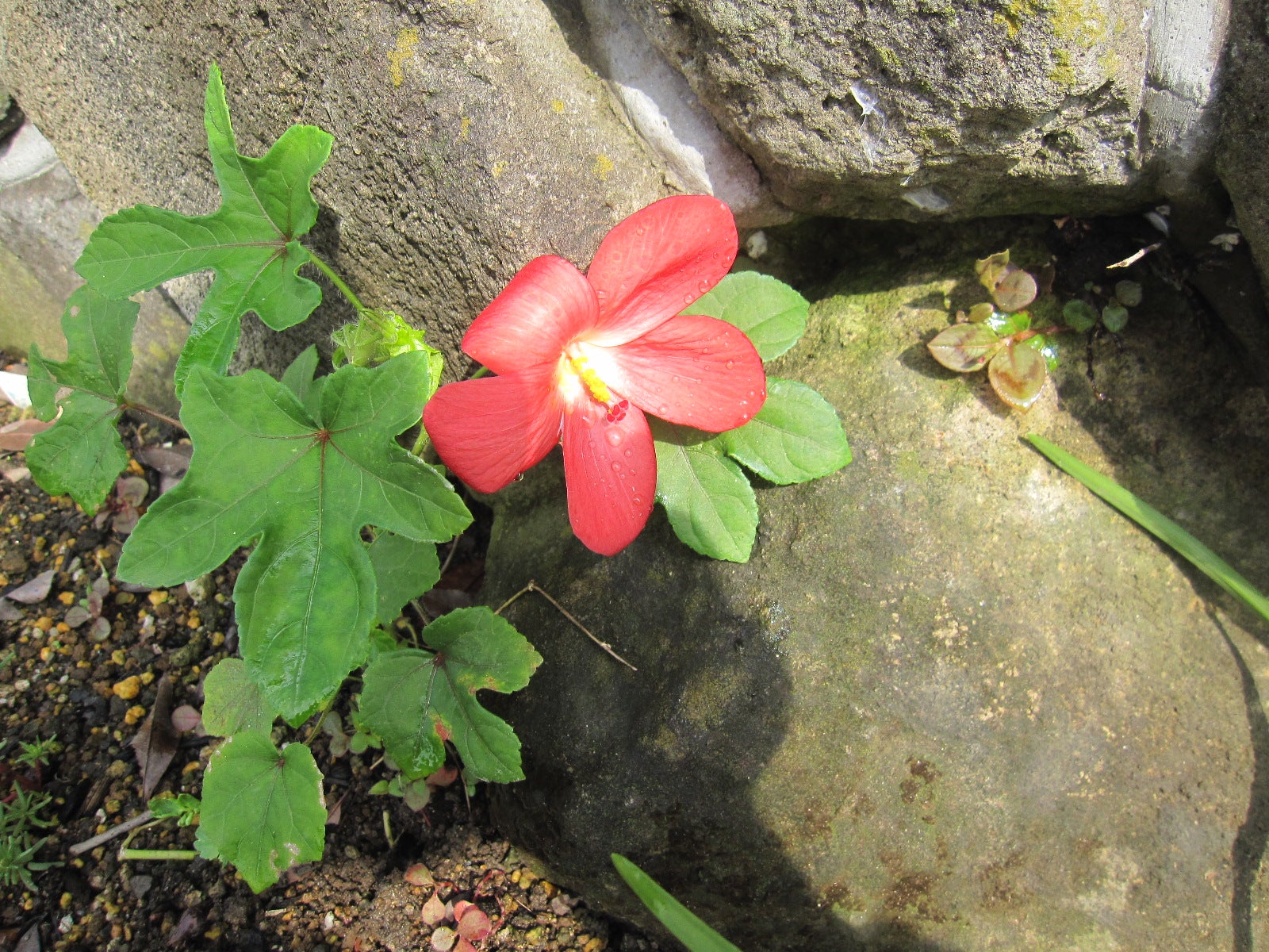 アジアンハイビスカスの花びらの写真素材 [93176017] -