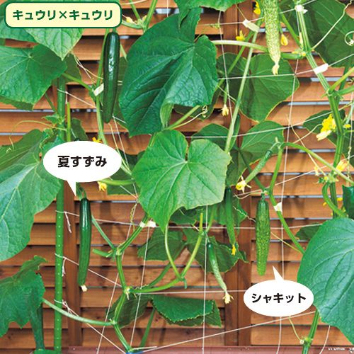 VR夏すずみ｜野菜種(タネ)・苗の専門店 高木農園