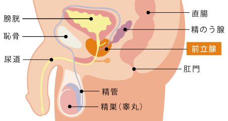 慢性前立腺炎を自分で治すストレッチ・マッサージ