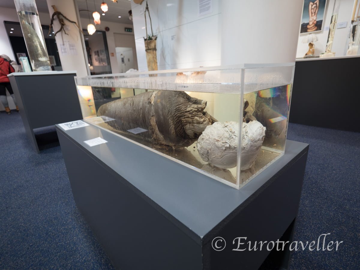 アイスランド・レイキャビック アイスランドペニス博物館（Icelandic Phallological Museum）