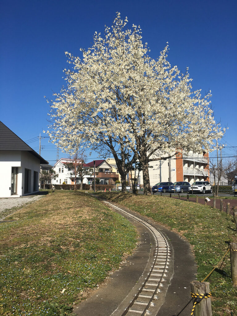 万願寺中央公園 | 日野市公園探訪