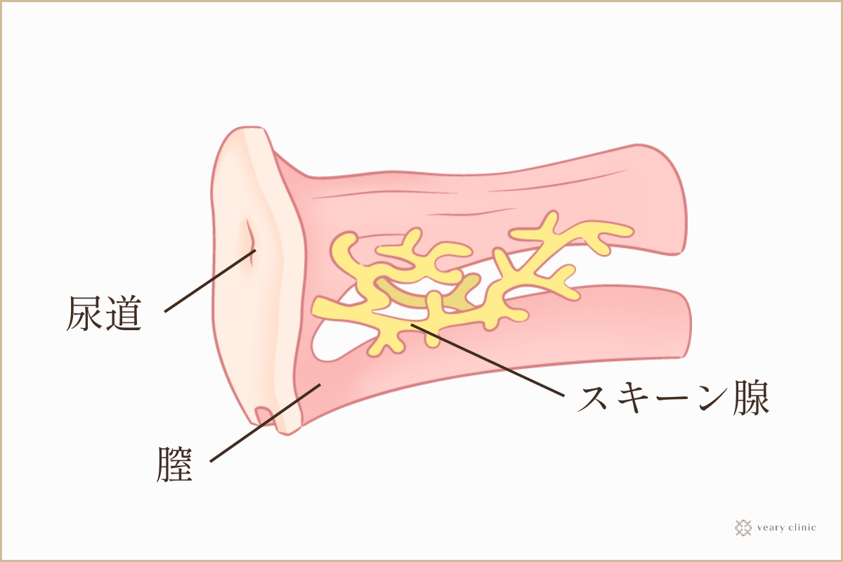 女性が感じる仕組みとは？オーガズムとスキーン腺の関係について解説 | コラム一覧｜