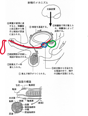 しらいしblog (Ｍ性感/風俗エステ「やさしい開発専門店アスタリスク」) -