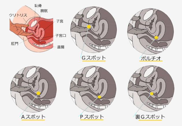 女性の外性器の各箇所の名称と役割は？アソコの周りにはこんな性感帯があります！ - sexprogress.com