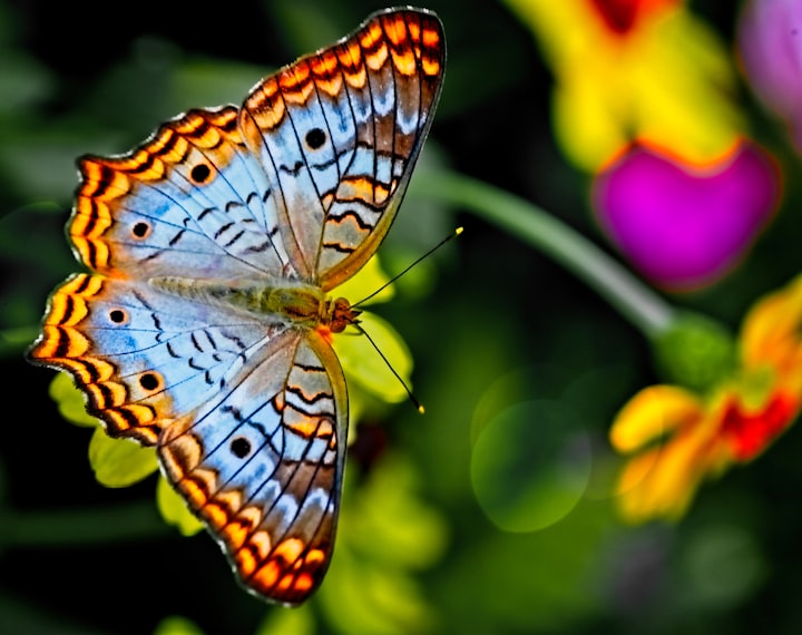 Colorful Butterfly on Foam-Tipped