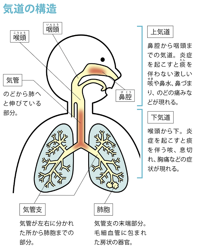 咽頭クラミジア（喉の性病）に感染したら咳や鼻水は出る？ - 性病検査NAVI