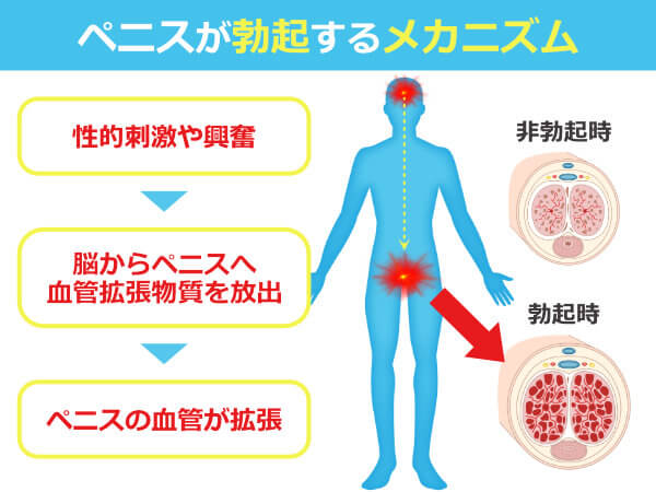 日本人のペニスの平均｜サイズの測り方