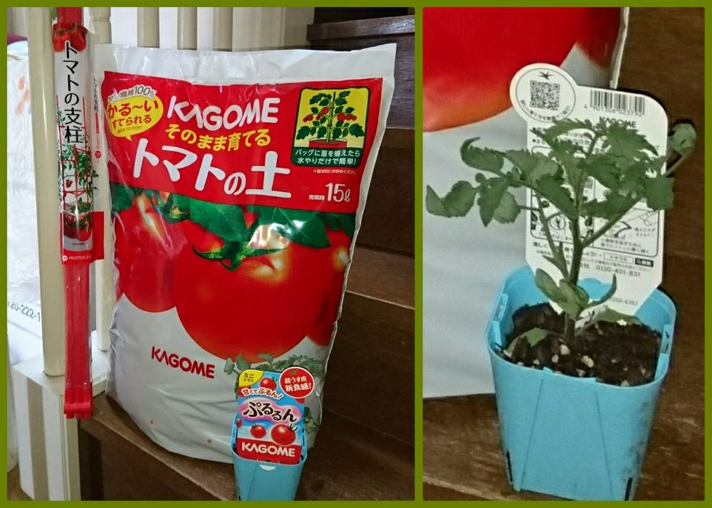 カゴメ野菜生活ファーム | ミニトマト狩り開始のお知らせ🍅