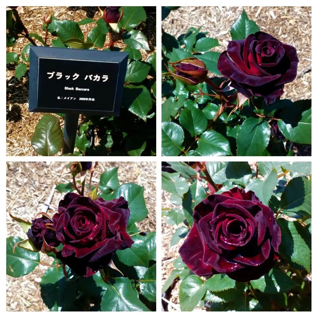 Rose, Black Baccara, バラ, ブラック