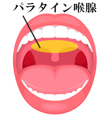 イラマチオとはどんなプレイ？風俗でのやり方についても詳しく解説！｜大阪の高級デリヘル casa Bianca