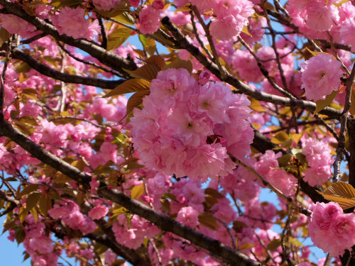 さくら名所100公園：荒川赤羽桜堤緑地（東京都北区）| PARKFUL公園をもっと身近に、もっと楽しく。