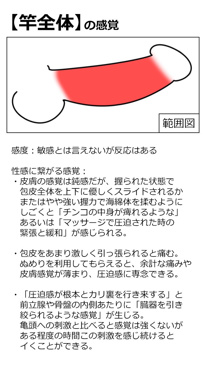 亀頭・ペニスの形は3つの種類がある。先細りからツチノコ型、女性ウケまで詳しく解説｜あんしん通販コラム