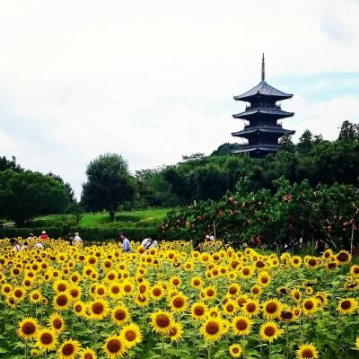 美し過ぎる！地元カメラマンが撮影した備中国分寺五重塔のある風景｜おか旅 | 岡山観光WEB【公式】- 岡山県の観光・旅行情報ならココ！