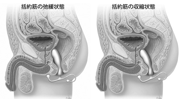 前立腺マッサージとはどんなプレイ？ 風俗エステ嬢がやり方を詳細解説 | シンデレラグループ公式サイト