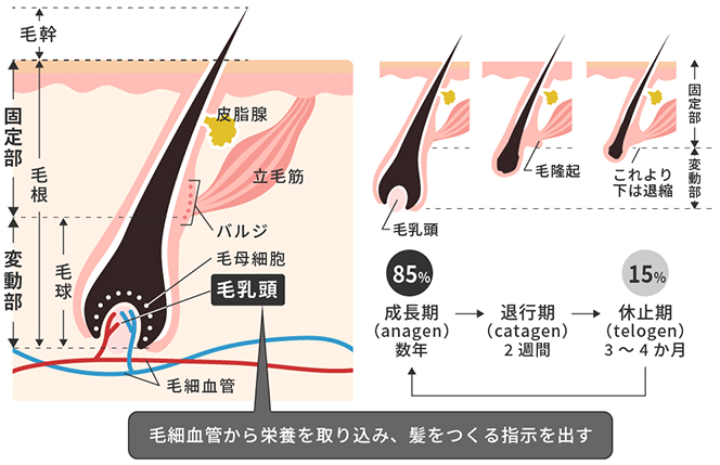 何故、眉毛が生えてこないのか？原因と対処法について | メンズ 眉毛専門サロン プラスエイト