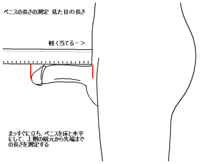 【トイレットペーパーチャレンジ】ペニスサイズを一発で判断する方法