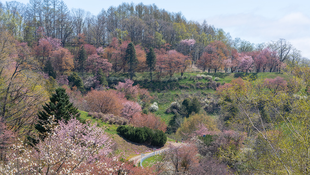 北見フラワーパラダイス開園 | 北見市地域おこし協力隊（地域協働支援員）フジワラ隊員の活動日誌