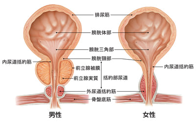 前立腺がん 全ページ：[国立がん研究センター がん情報サービス 一般の方へ]