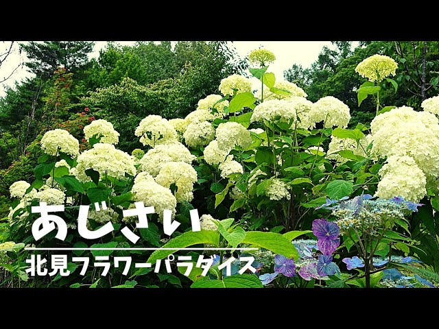 【フラワーパラダイス🌼】北海道北見市のお花の楽園♪に行ってきました♡