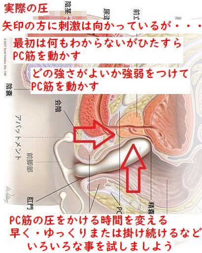 女性のアナル子宮イキとは？ポルチオ刺激でお尻のオーガズムを堪能