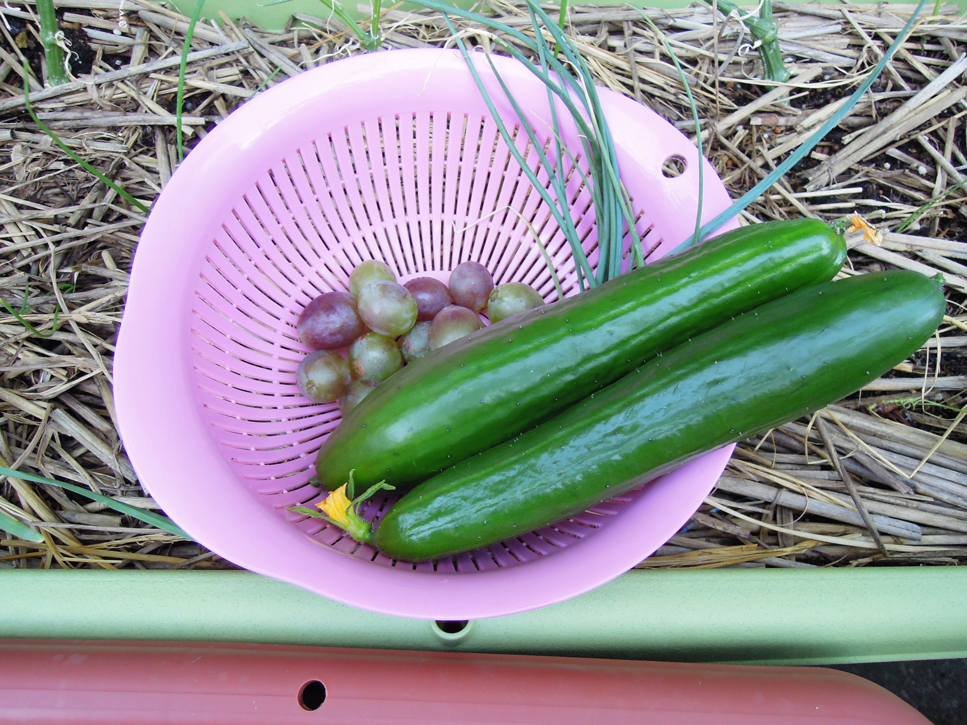 キュウリ】VR夏すずみ〔タキイ交配〕 | 野菜・草花の種苗の通販は【太田種苗おおたねっと】へ