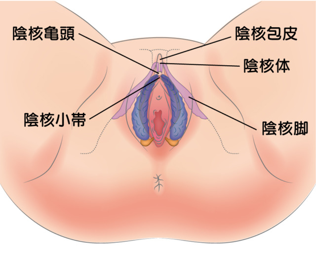 小陰唇のお悩み|福岡ブリスクリニック