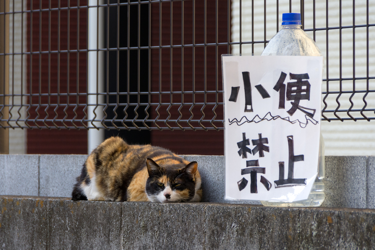 公式】レンタル彼女プチカノ福岡。🩷九州￤佐賀￤長崎￤大分￤熊本￤宮崎￤鹿児島🩷 (@puchifukuoka) / X