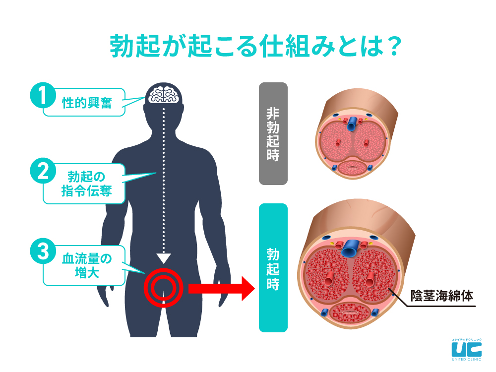 みんなも彼女と手を繋ぐだけで勃起するの？バレずにアソコを萎えさせる4つの方法 | Smartlog