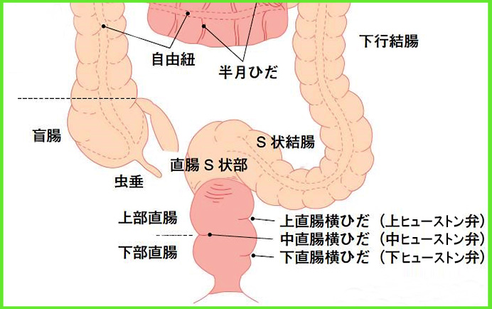 結腸責めって気持ちいいの？やり方やS字結腸の開発オナニーを解説｜風じゃマガジン